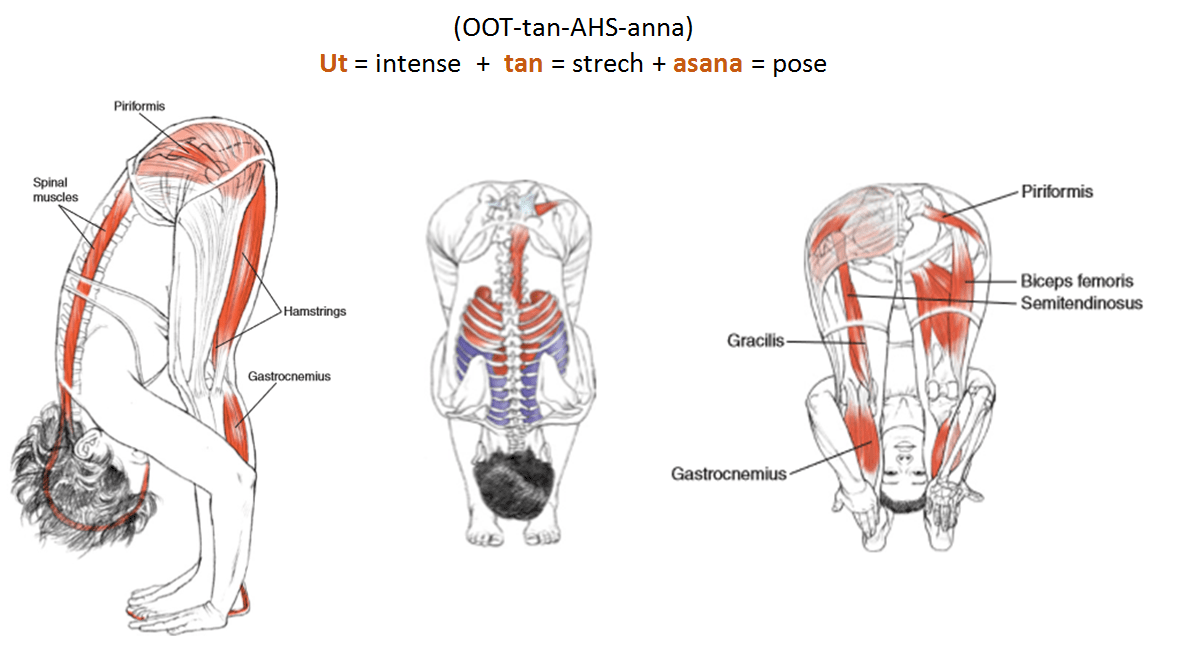 Yoga Forward Bends: Anatomy, Benefits & Tips For Safe Practice