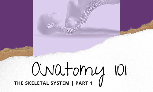 yoga anatomy skeletal system