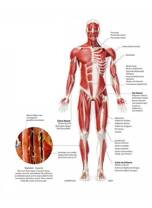 types of muscles
