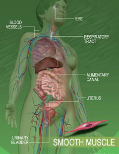 Muscles System Overview & Yoga Anatomy | Yoga Dunia Lembongan