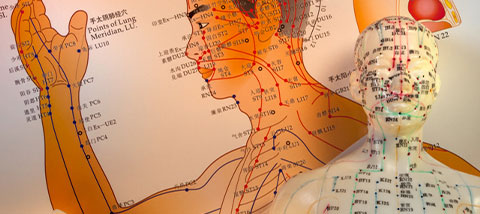 Chinese-meridian-course yin yoga teacher training bali